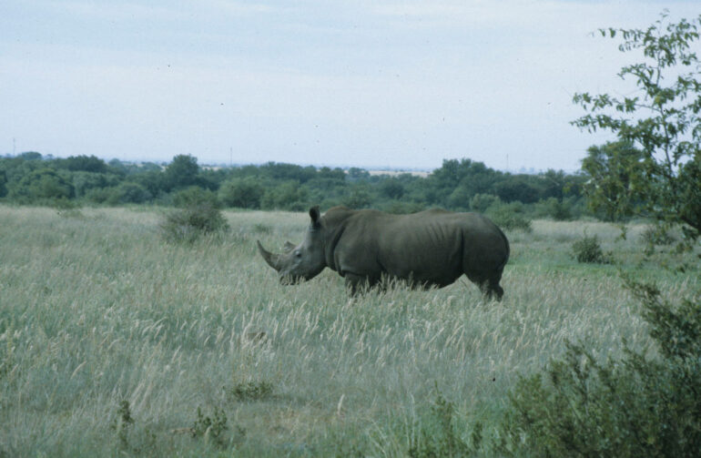 Christiana single rhino