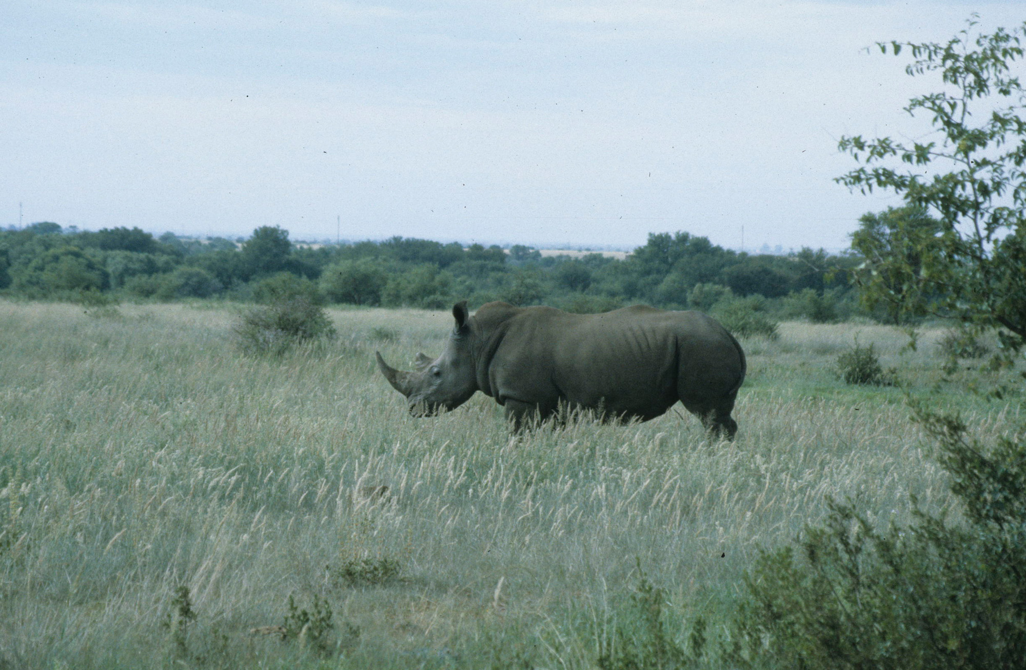 Christiana single rhino