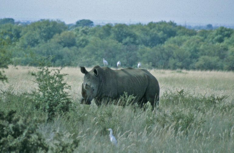 South Africa white rhino