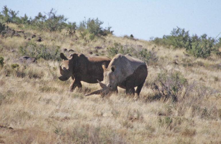 Rolfontein 1995 white rhino