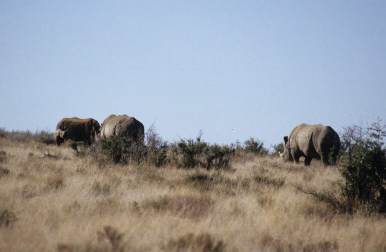 White rhino at Rolfontein