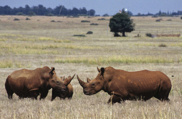 Lichtenburg 1996 two adults and calf