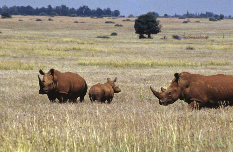 Three white rhino at Lichtenburg