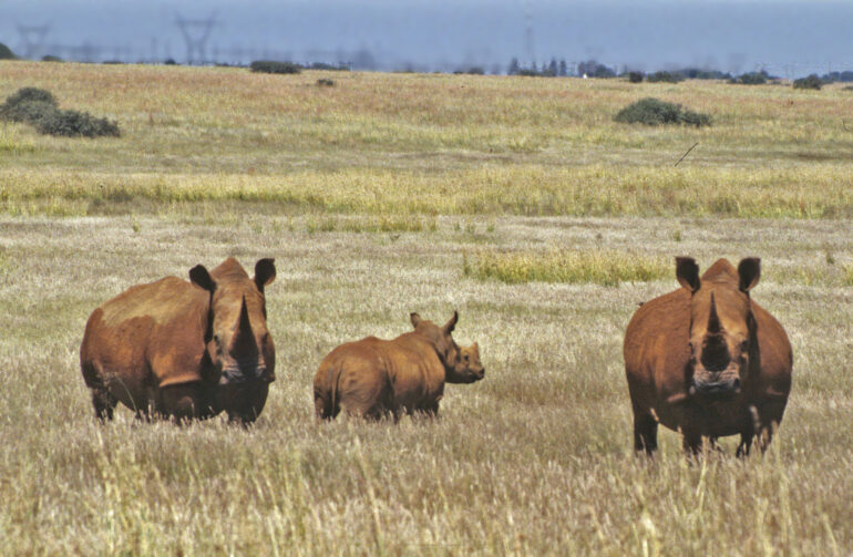 White rhino in South Africa