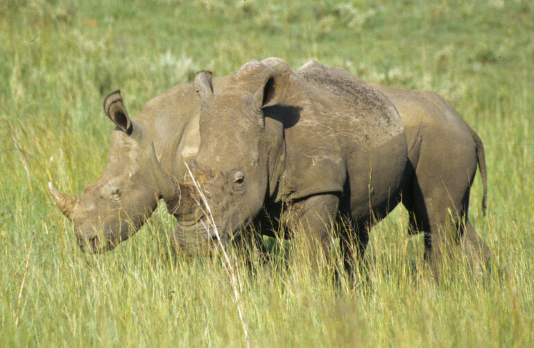 Ithala 1998 white rhino