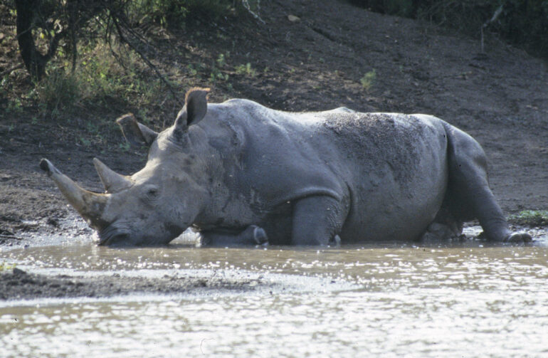 Resting white rhino