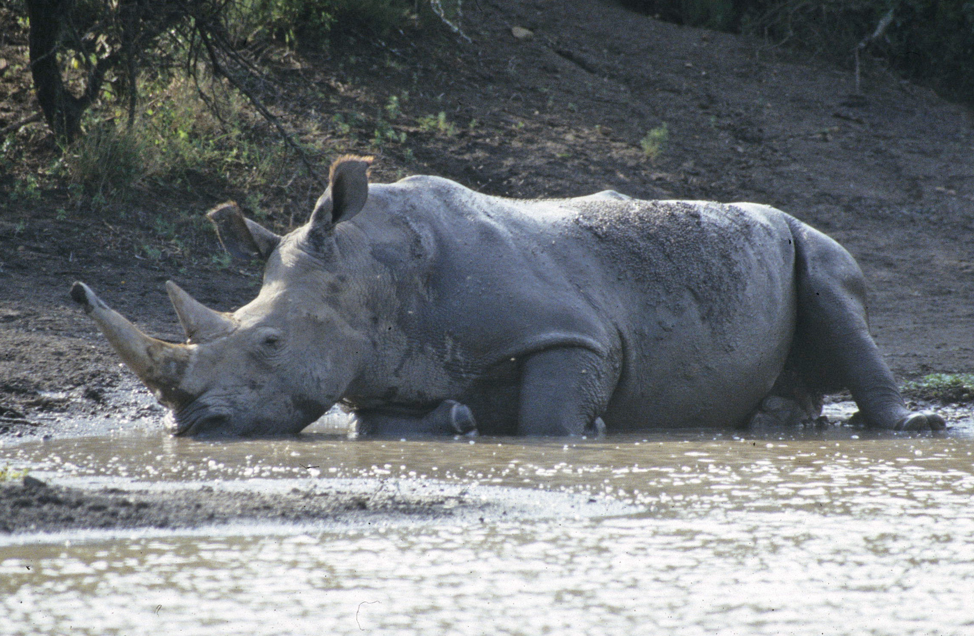 Resting white rhino