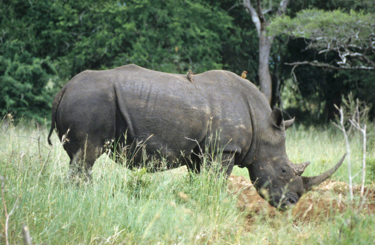 White rhino with oxpeckers