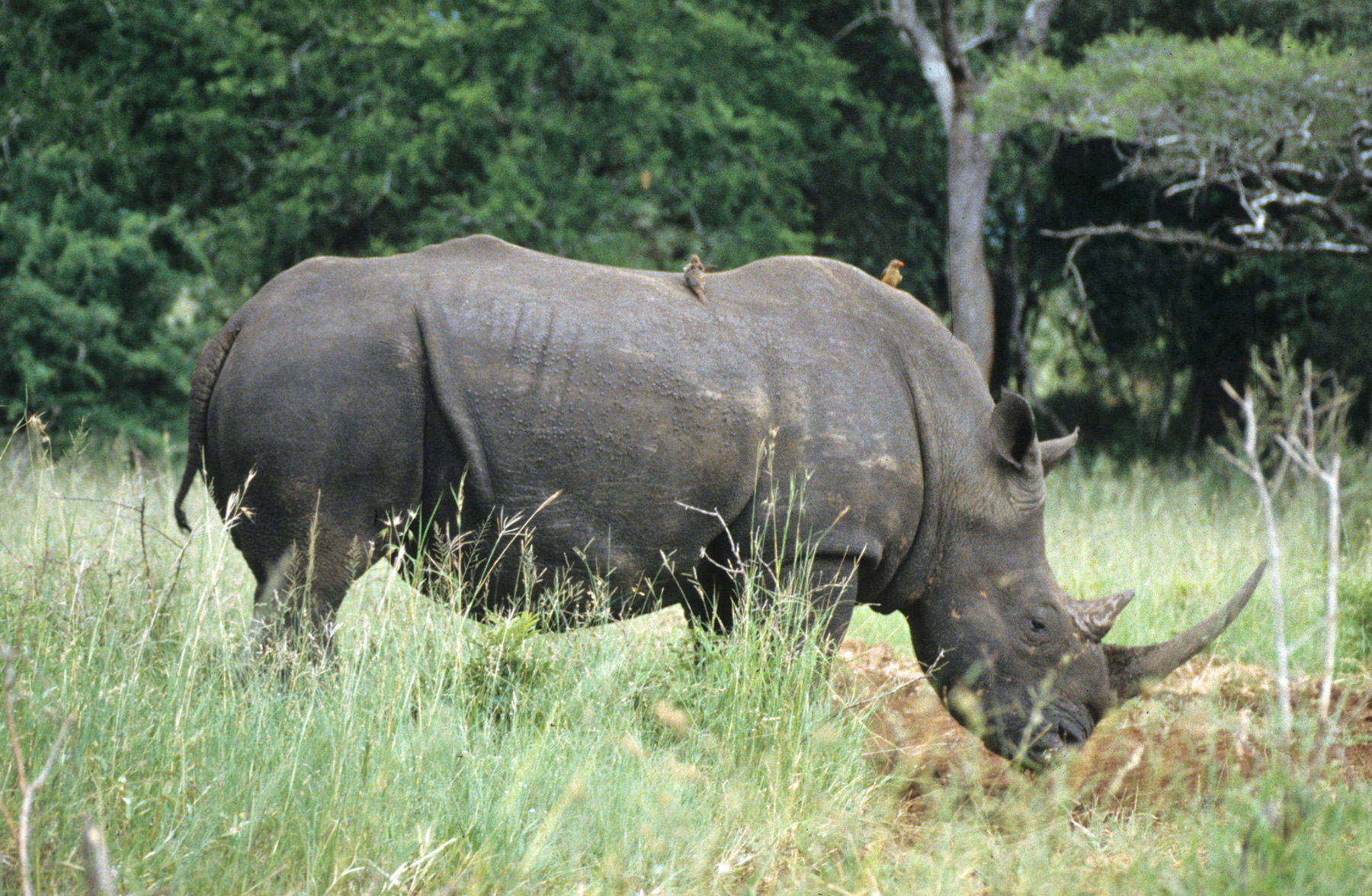 White rhino with oxpeckers