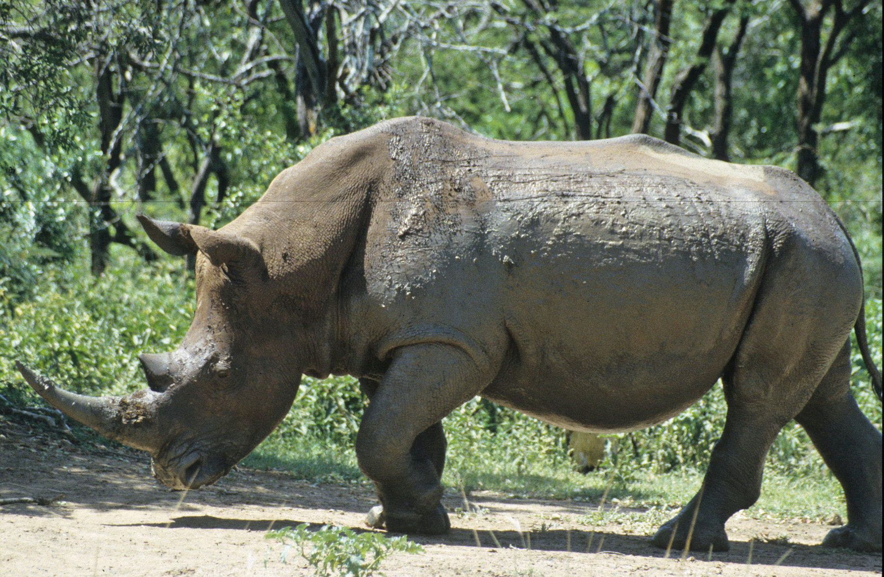 Hluhluwe 1998 white rhino