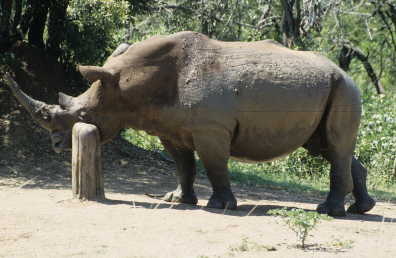 White rhino and tree trunk