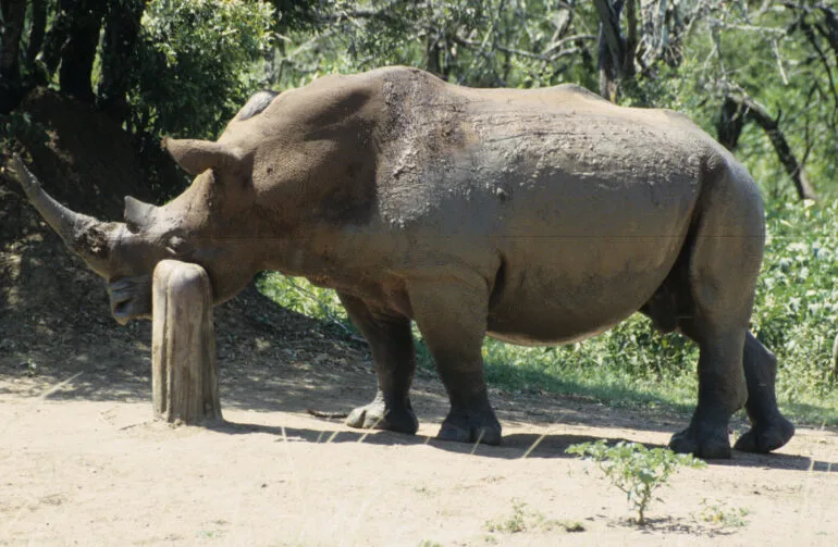 White rhino and tree trunk — Rhino Resource Center