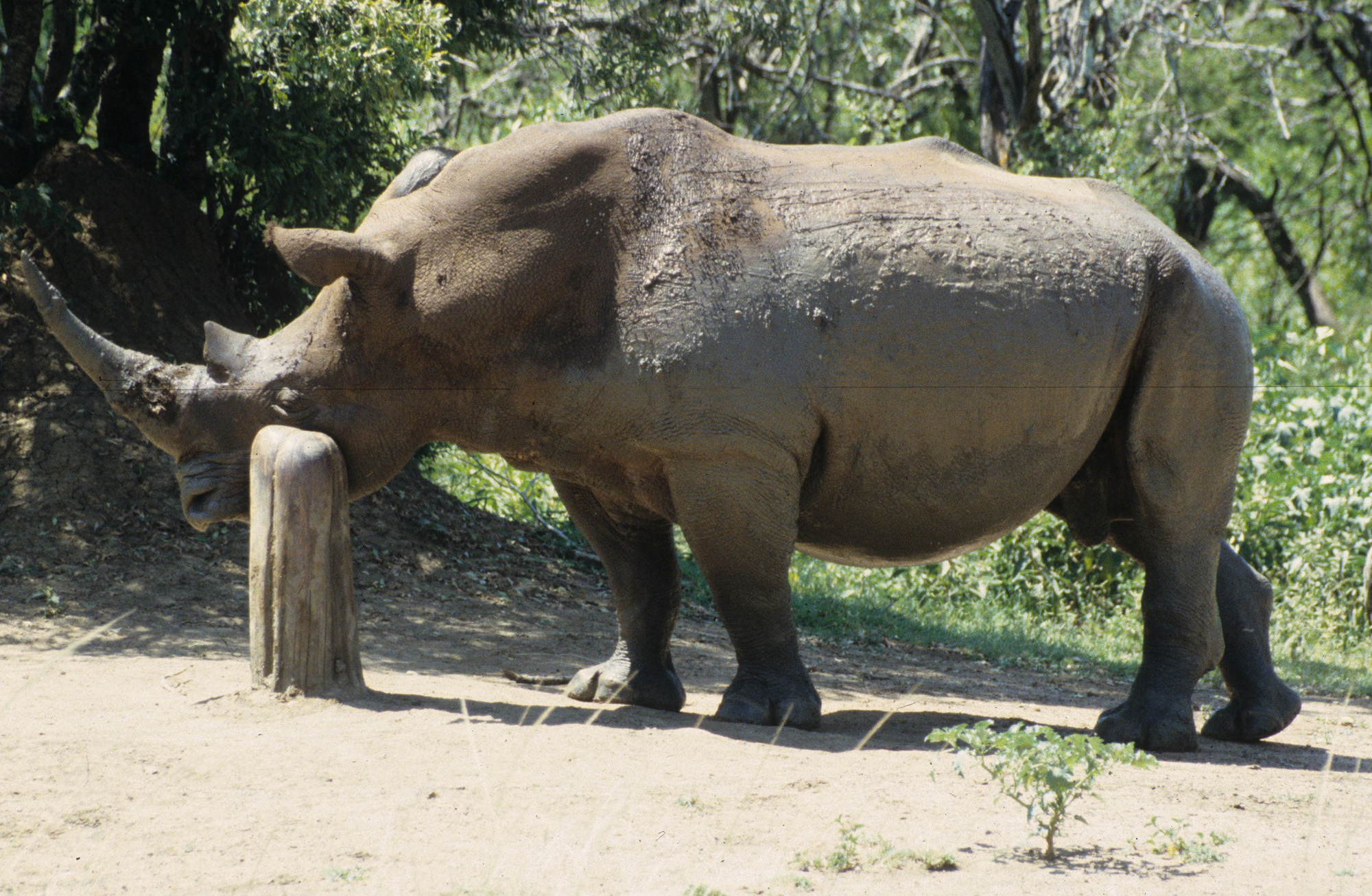 White rhino and tree trunk