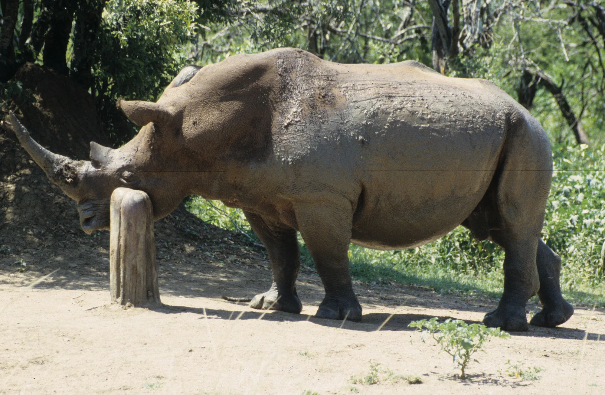 White rhino and tree trunk — Rhino Resource Center