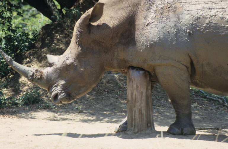 White rhino comfort behaviour