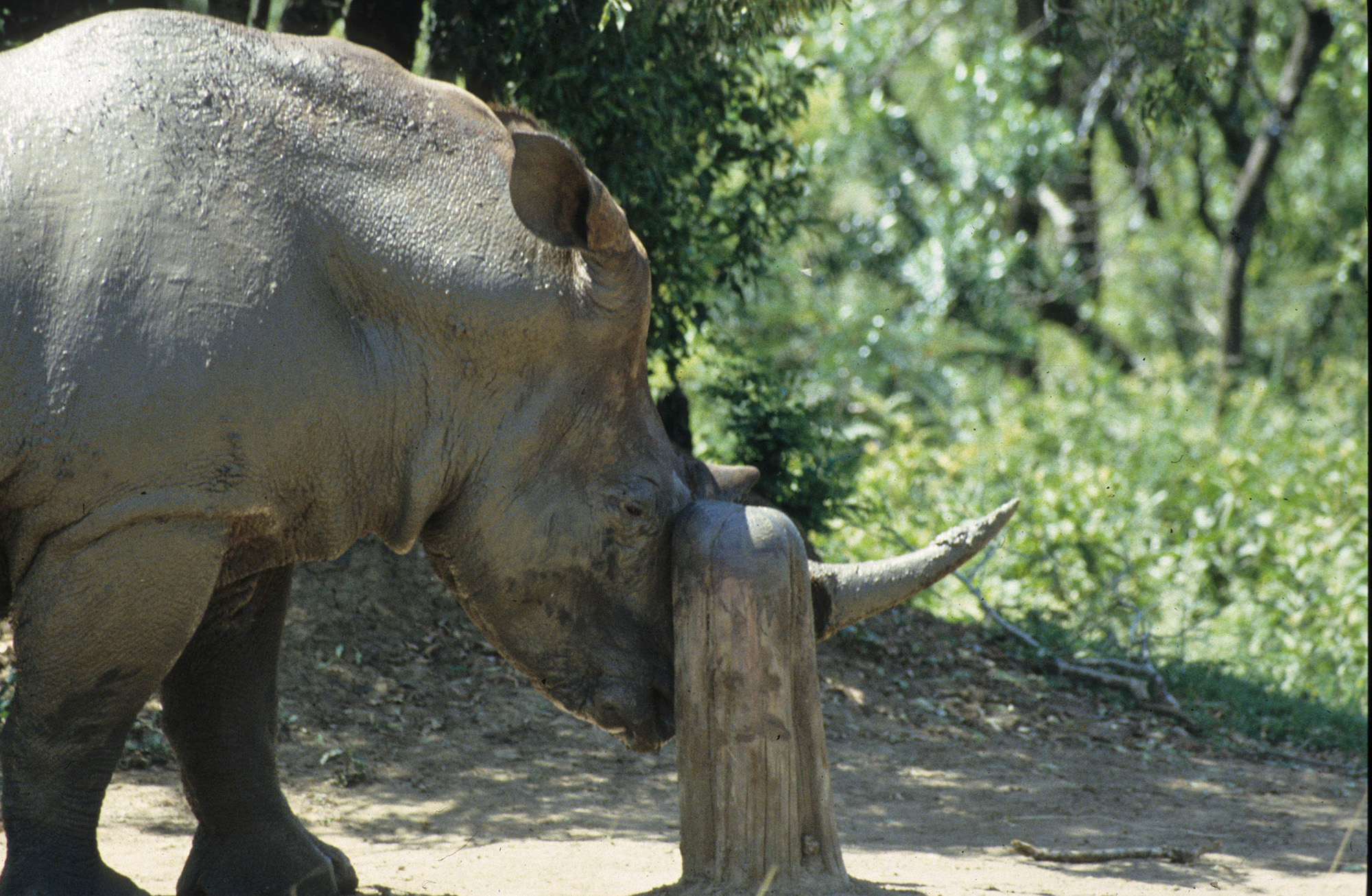 Hluhluwe 1998 white rhino
