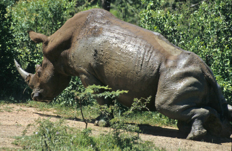 Rhino comfort behaviour