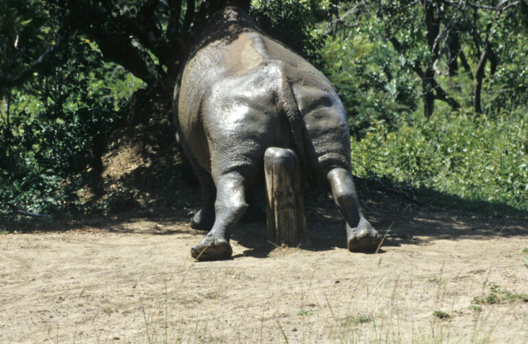 Male rhino comfort