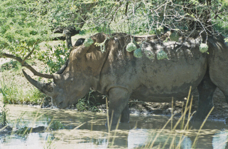 White rhino in river