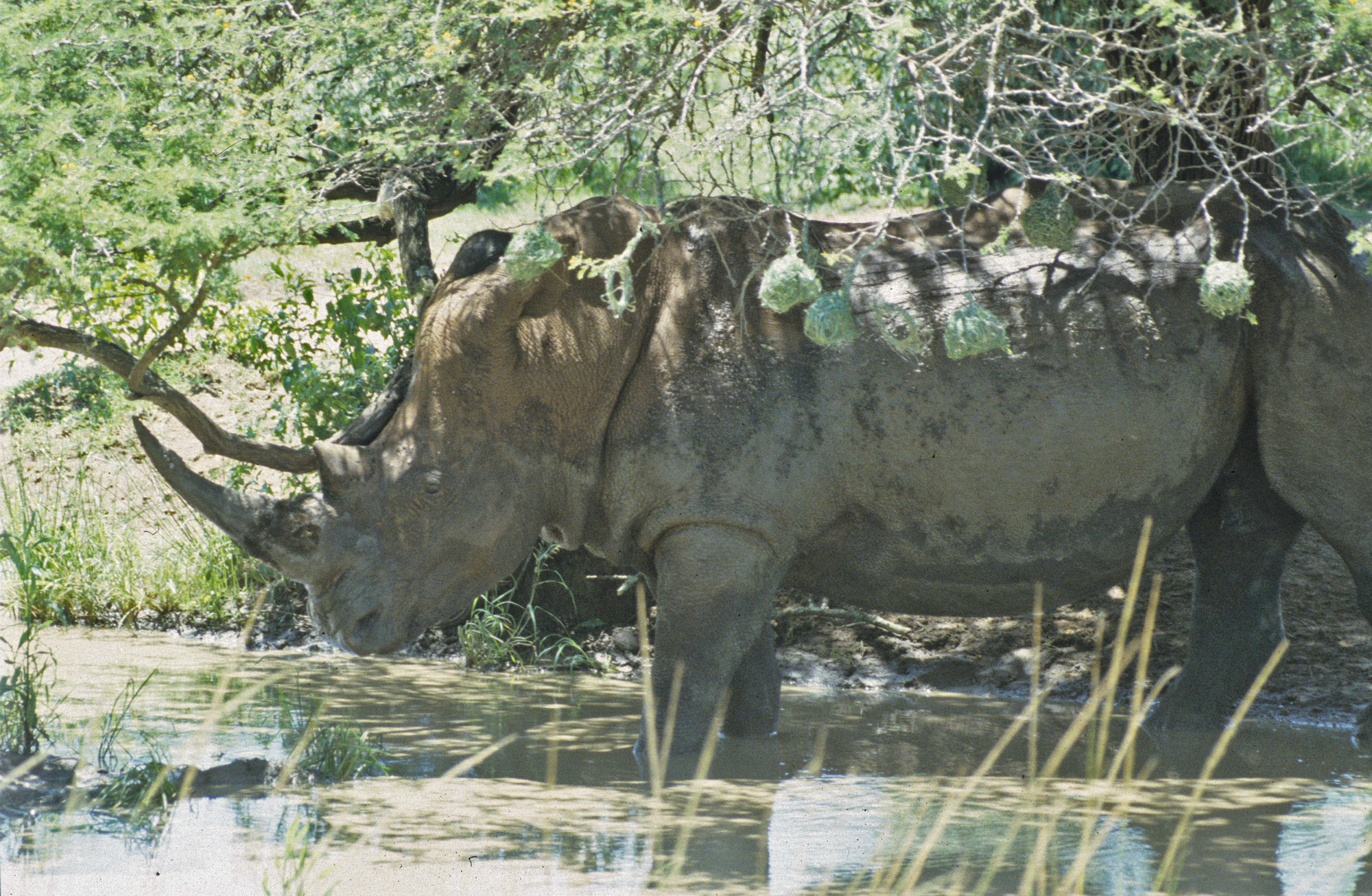 White rhino in river
