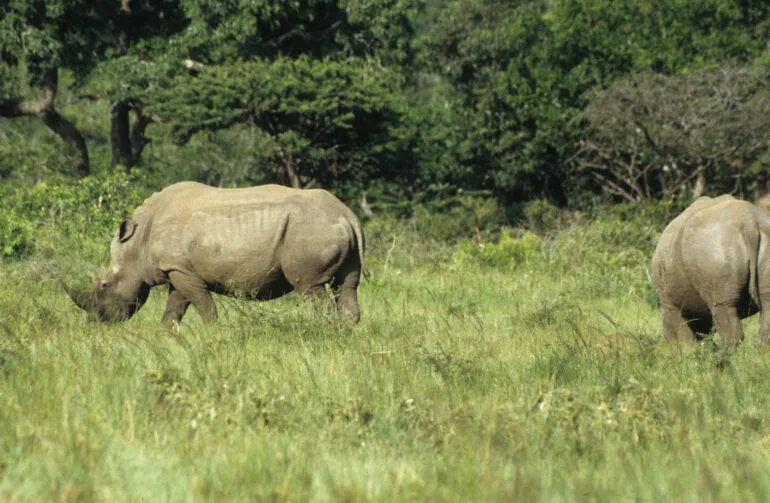 iMfolozi white rhino
