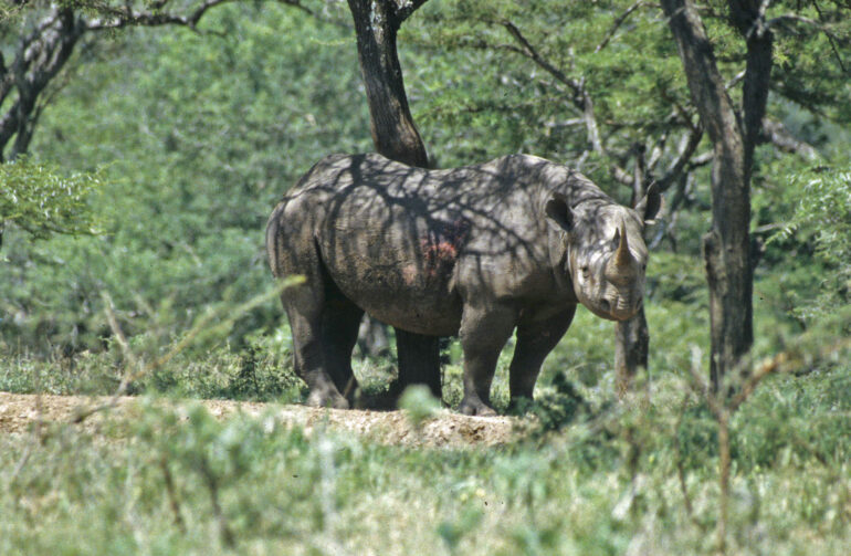 iMfolozi black rhino
