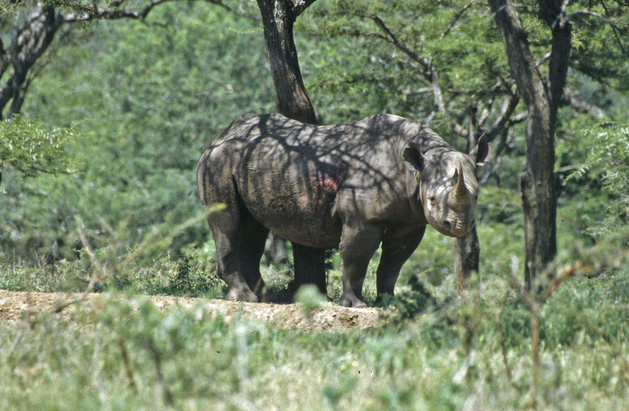 iMfolozi black rhino