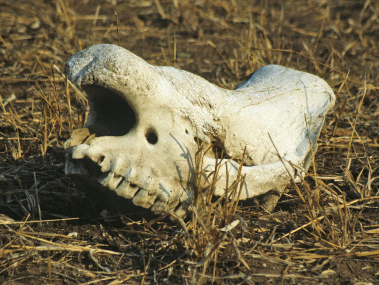 skull of poached rhino