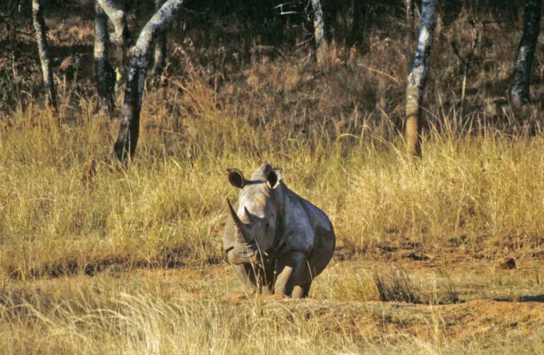 Cecil Kop Zimbabwe