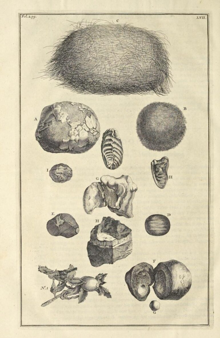 Rumphius 1705 Renostersteen