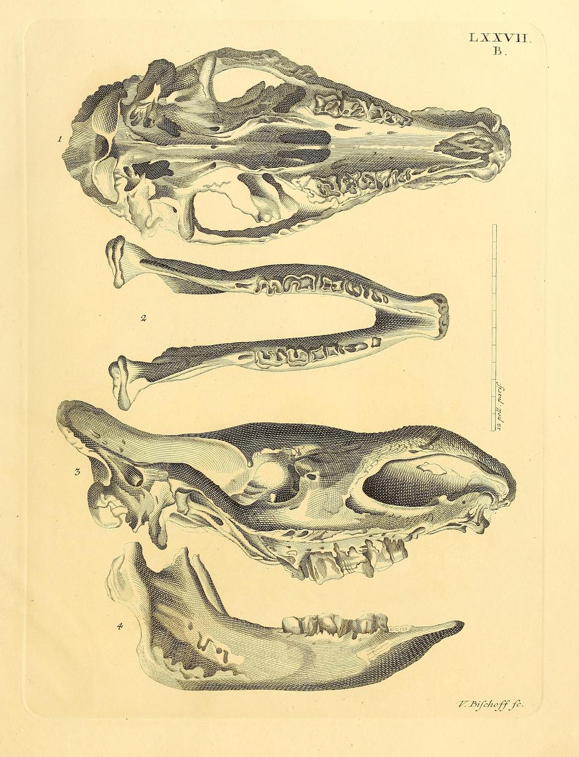 Schreber 1775 Skull of rhinoceros