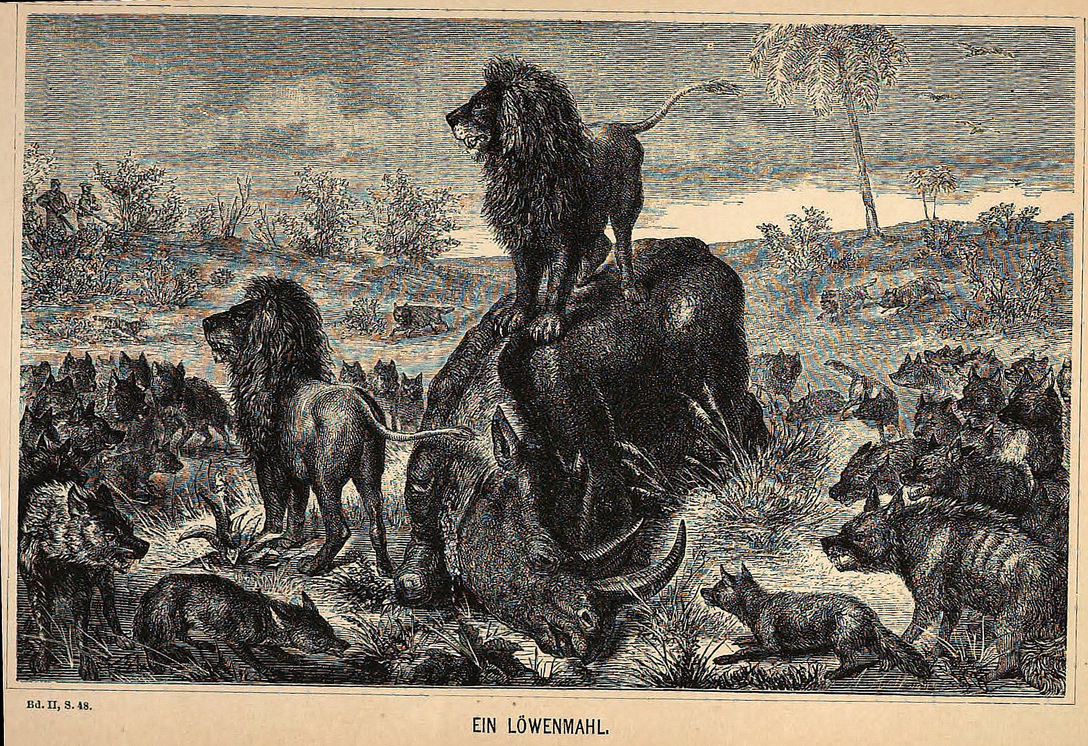 Mohr 1875 Löwenmahl