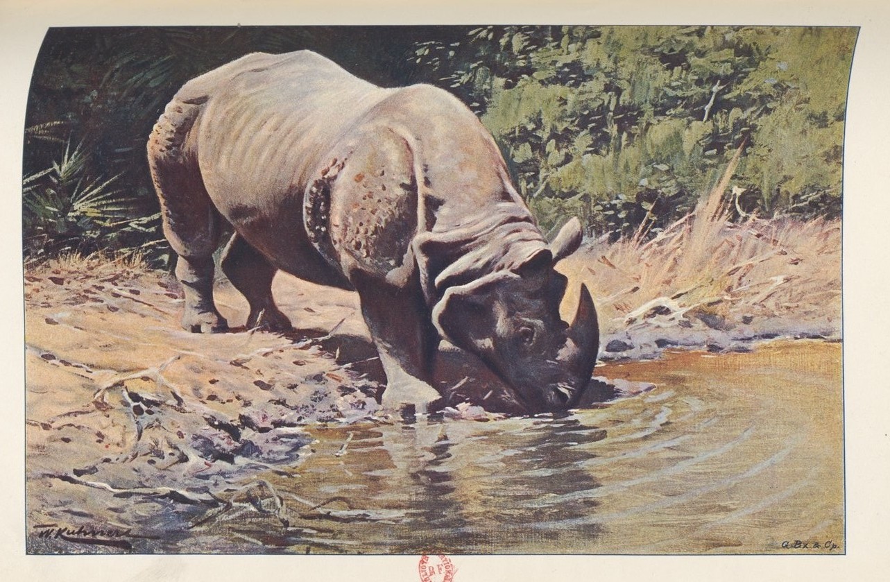 Kuhnert 1903 Indian rhino