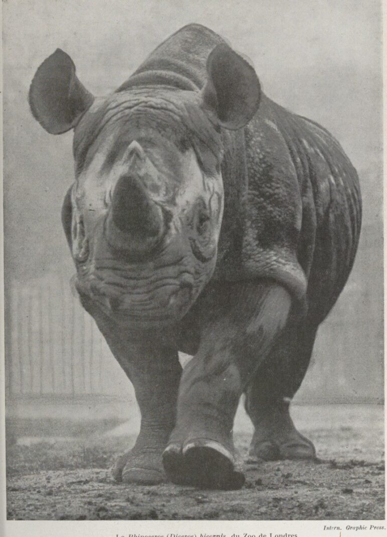 London 1932 black rhino