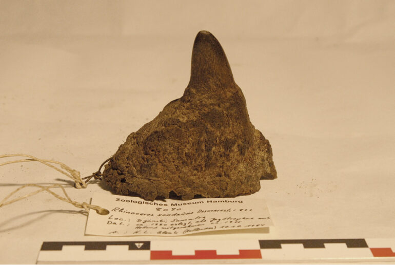 Horn from Sumatra in Hamburg Museum