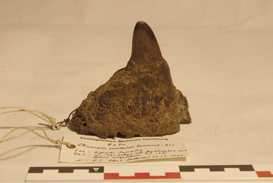 Horn from Sumatra in Hamburg Museum