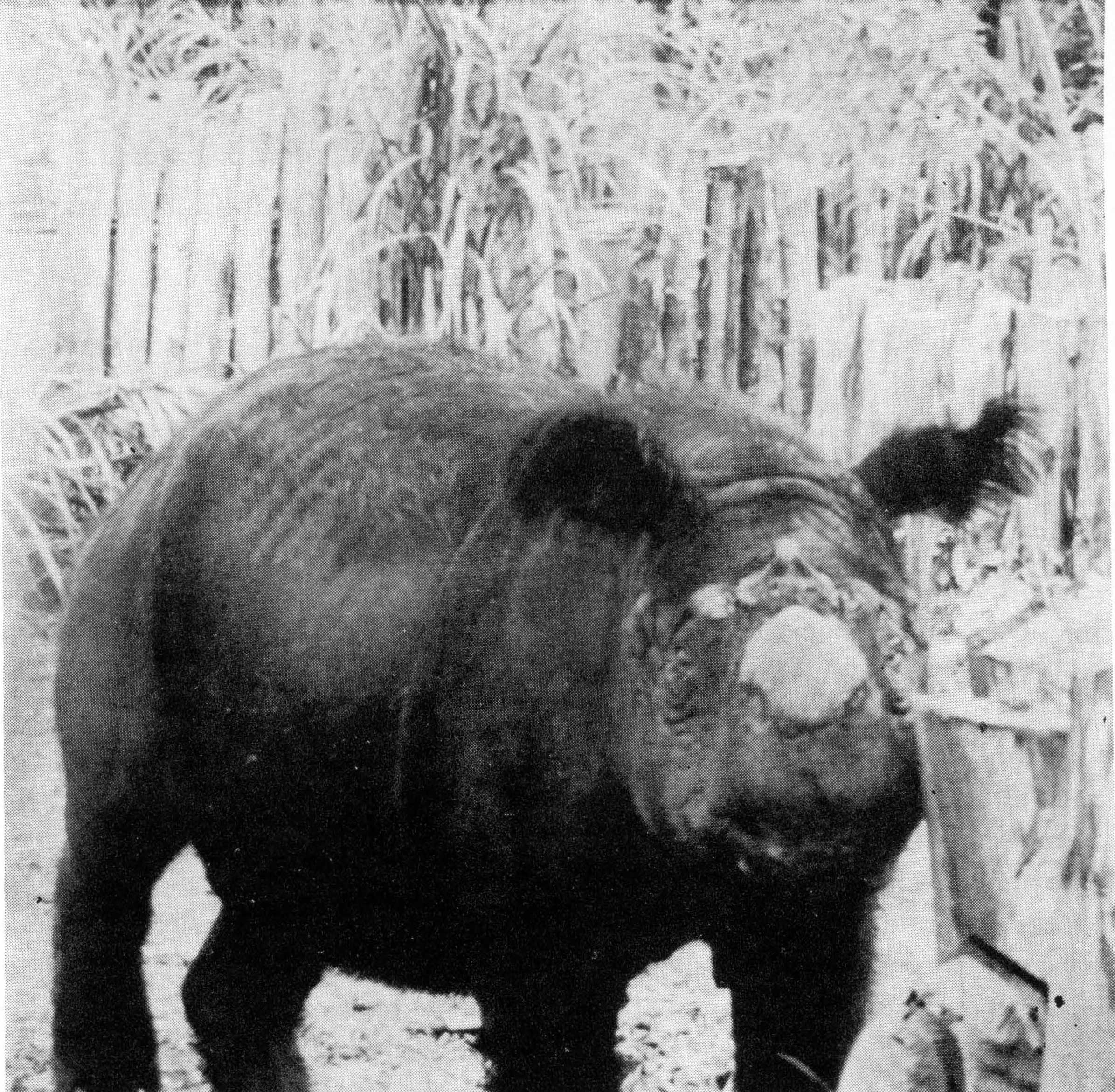 Malacca Zoo 1987 Sumatran