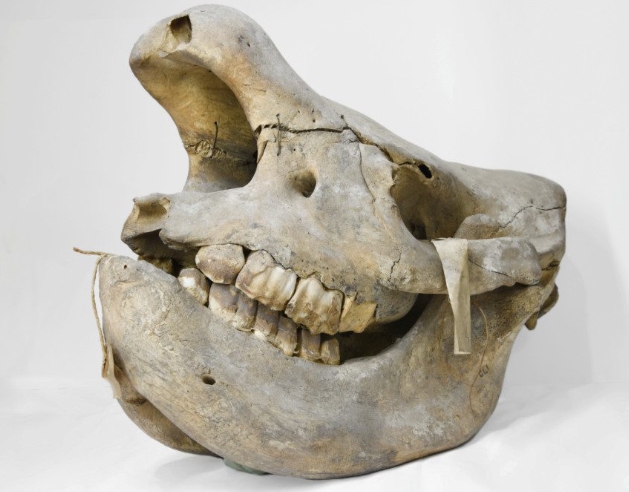 Nile rhino skull from Lado Enclave 1905