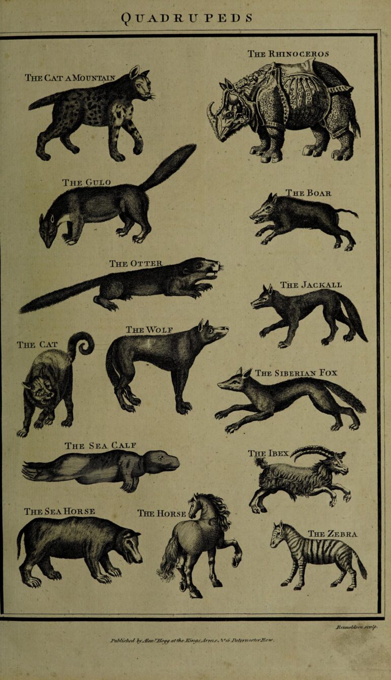 Millar 1785 one-horned rhino