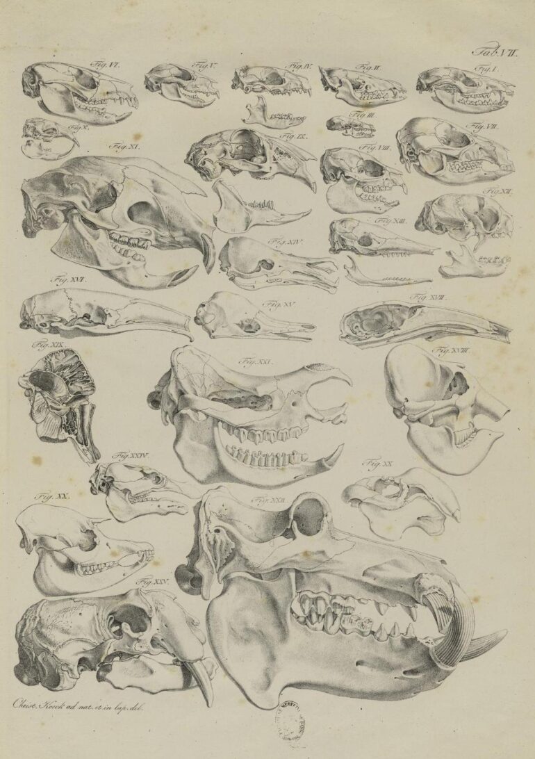 Spix 1815 Cephalogenesis