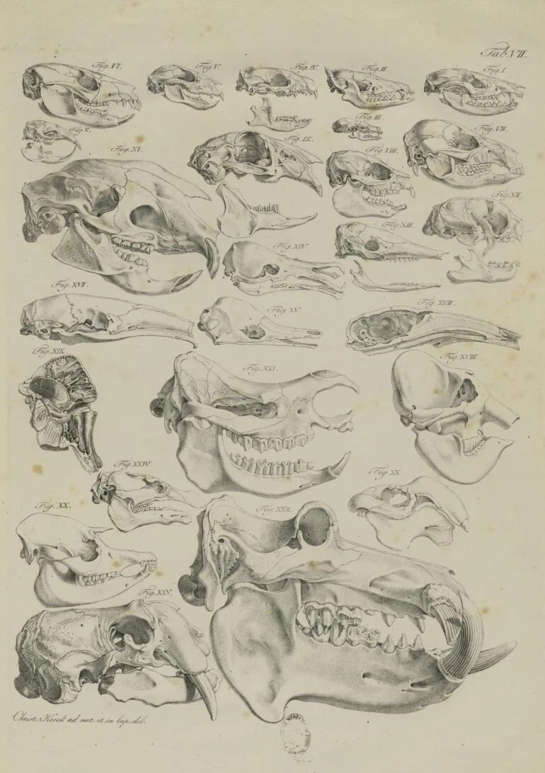 Spix 1815 Cephalogenesis