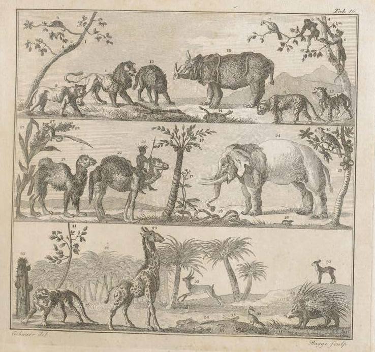 Gebauer 1818 Abbildungen