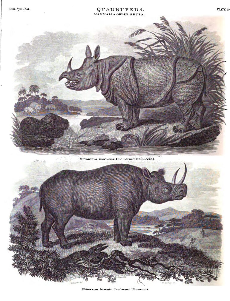 Bruta 1834 unicornis and bicornis