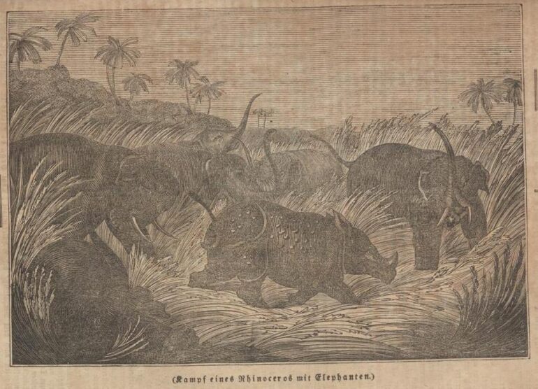 Howitt 1836 Kampf eines Rhinoceros mit Elephanten