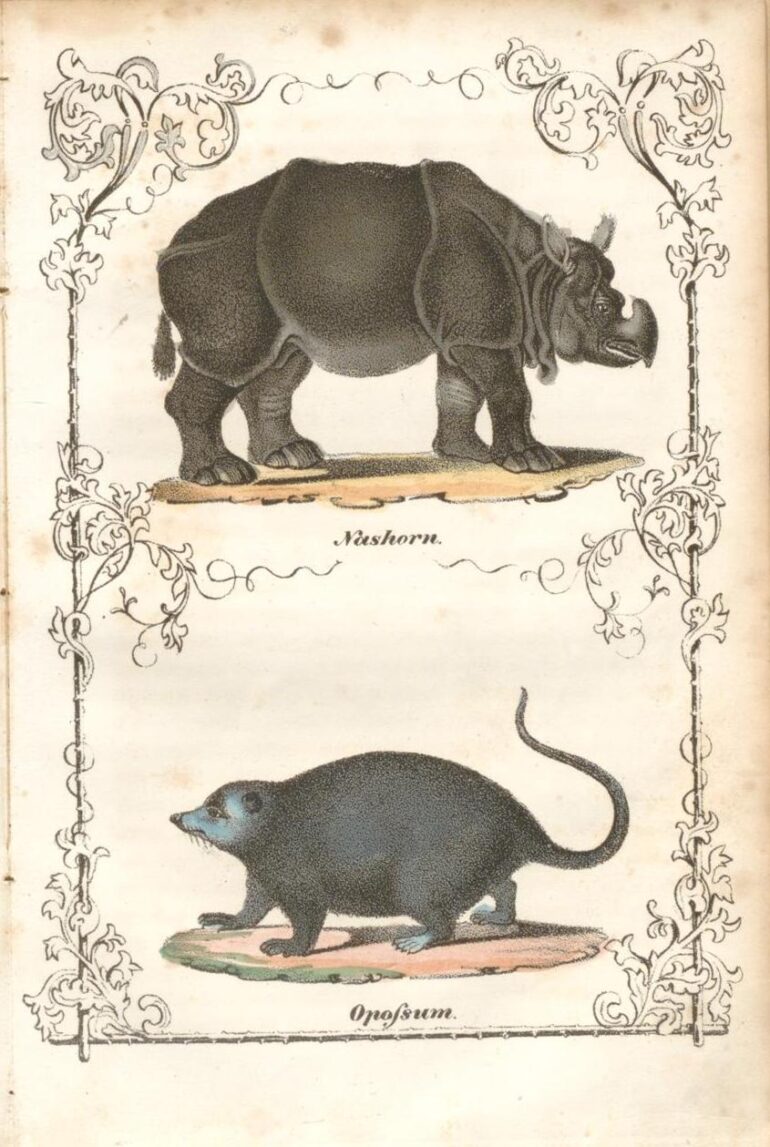 Schultheis 1840 Nashorn