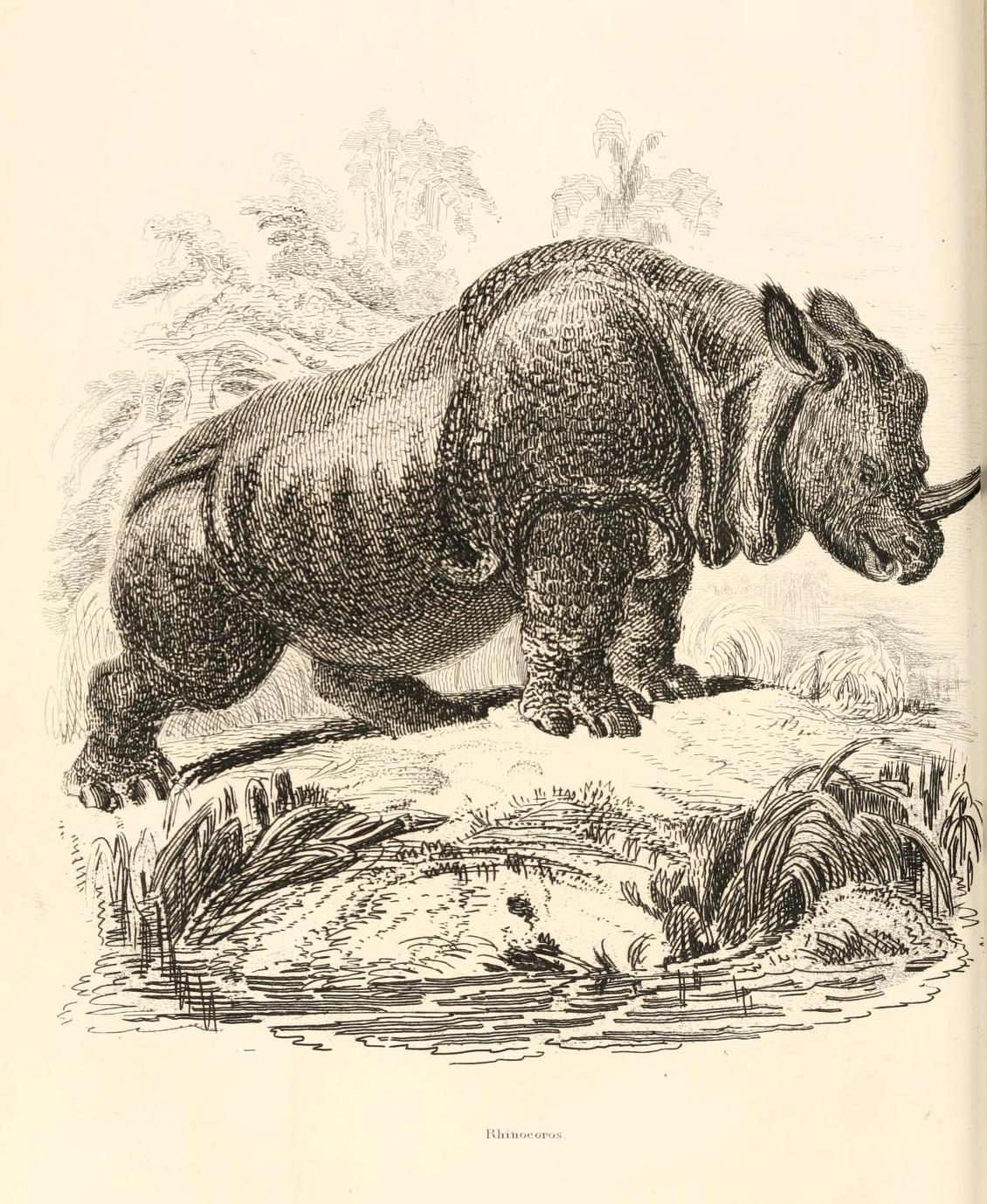 Cuvier 1854 Rhinoceros