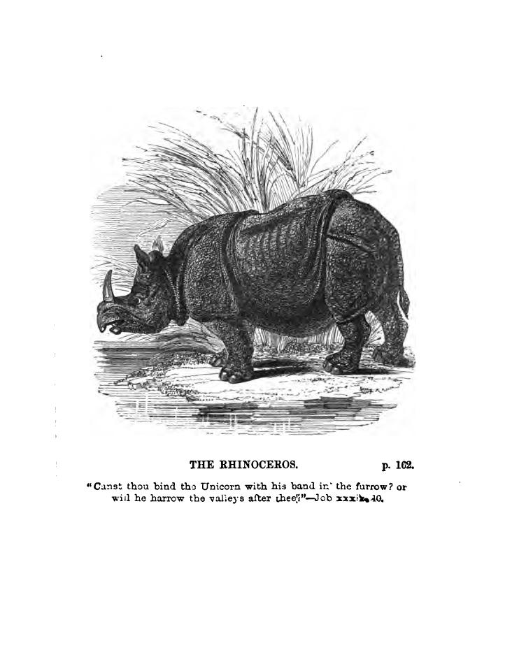Bingley 1864 Quadrupeds