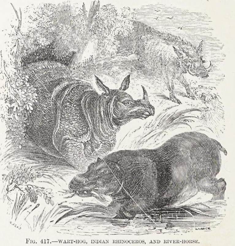 Rymer Jones 1886 Indian Rhino