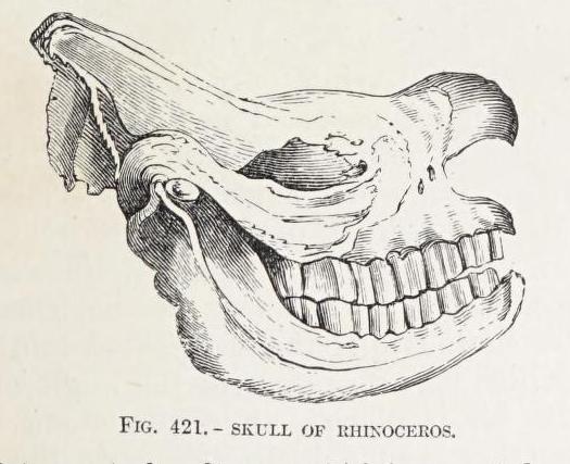 Rymer Jones 1886 skull