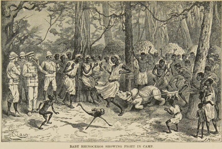 Stanley 1890 Baby rhinoceros